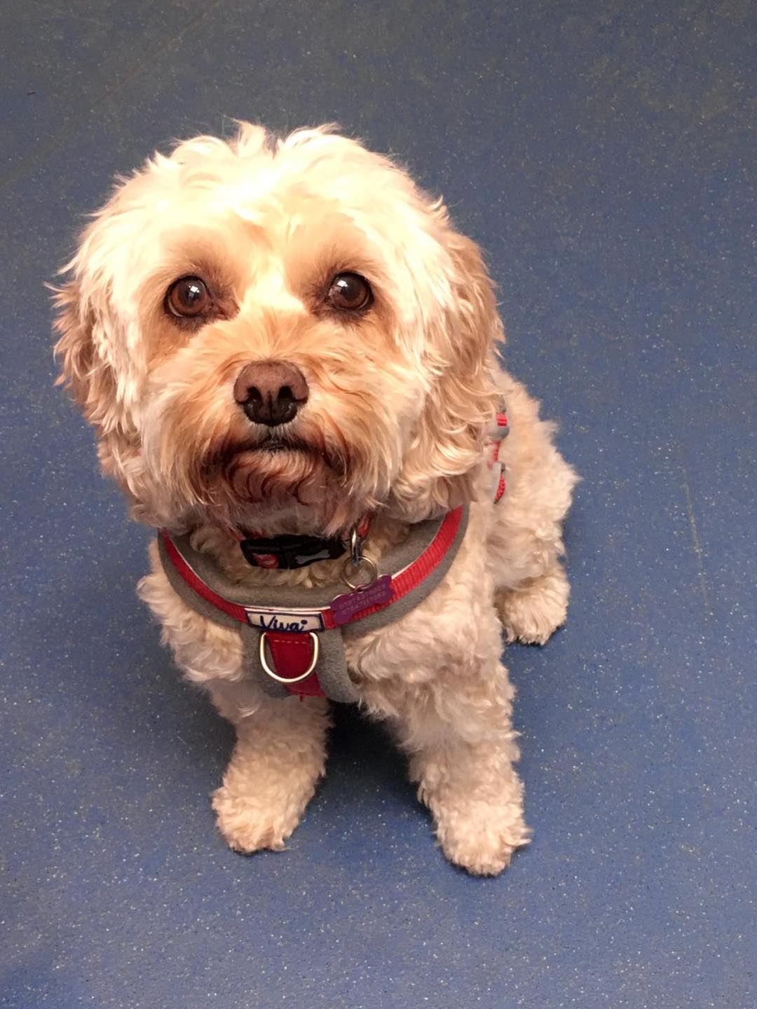 A resident's dog, one of the pets who live at Albert House